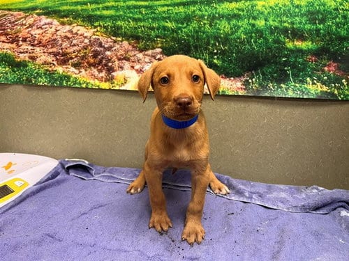 Photo of Boston, adoptable Vizsla in Moreno Valley, California