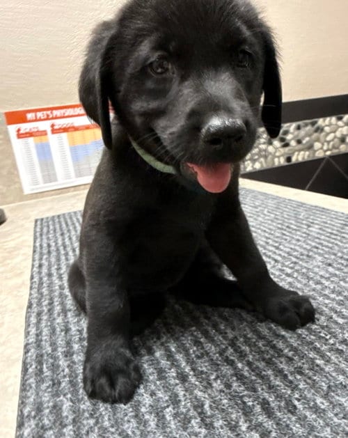 Photo of Puppy 7 - Turquoise, adoptable Golden Retriever in Denton, Texas