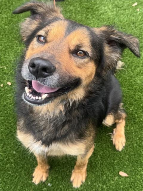 Photo of Hunter, adoptable German Shepherd Dog in Texas City, Texas