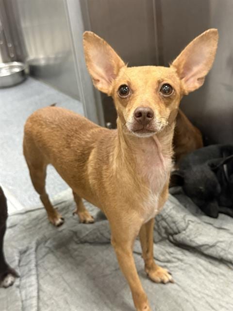 Photo of Carbonara, adoptable Mixed Breed