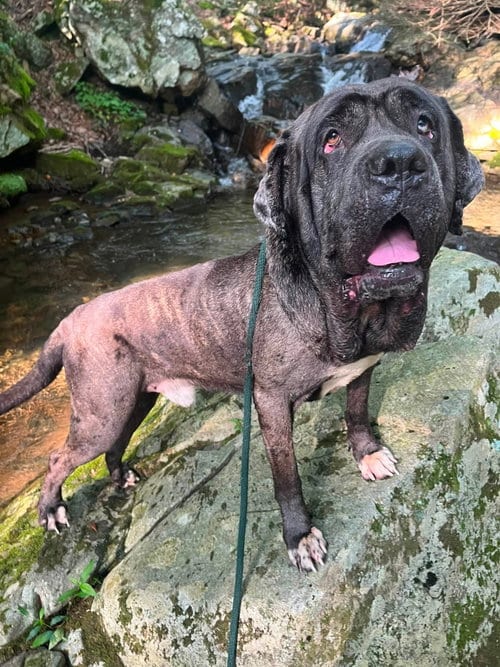 Photo of Ghost SCAS, adoptable Neapolitan Mastiff in Rockaway, New Jersey