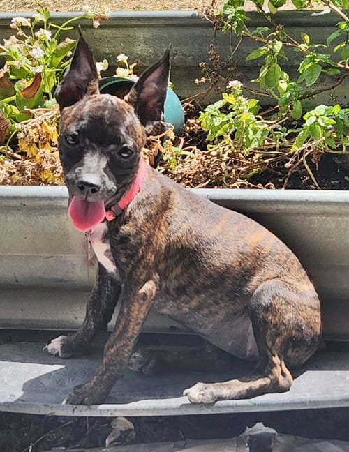 Photo of Cannoli, adoptable Boston Terrier in Plano, Texas