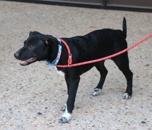 Photo of Cody B, adoptable Labrador Retriever in Pflugerville, Texas