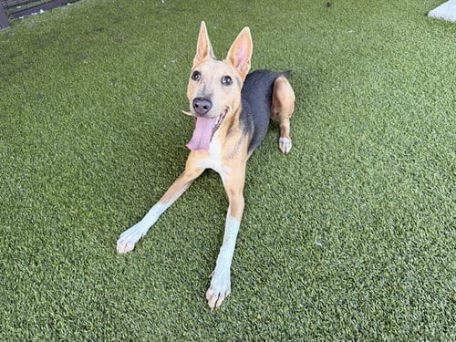 Photo of Gomita, adoptable German Shepherd Dog in Garland, Texas