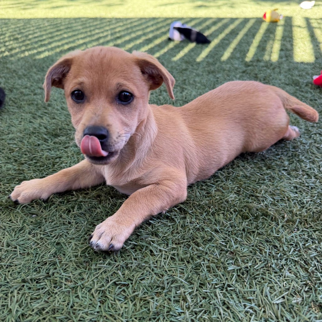 Photo of Kylo Ren, adoptable Chihuahua / Mixed Breed (Small) in Buellton, California