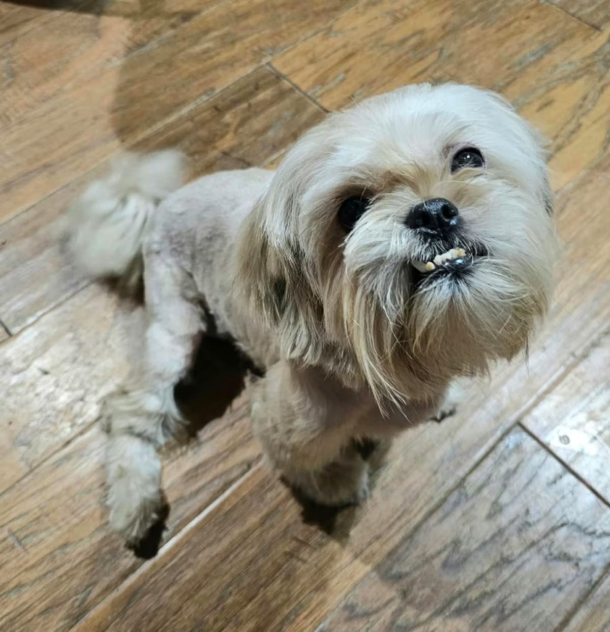Photo of Sandi RD, adoptable Shih Tzu in Everett, Washington