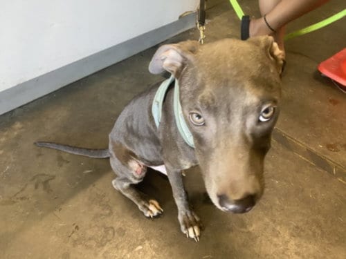 Photo of Teddy, adoptable Pit Bull Terrier in Los Angeles, California