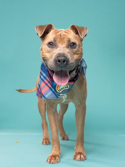 Photo of Butter, adoptable dog in Atlanta, Georgia