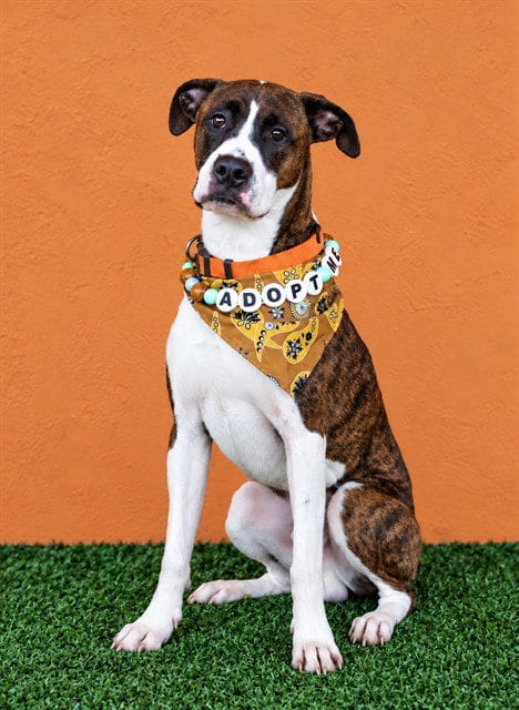 Photo of Toro, adoptable Boxer in Miami, Florida