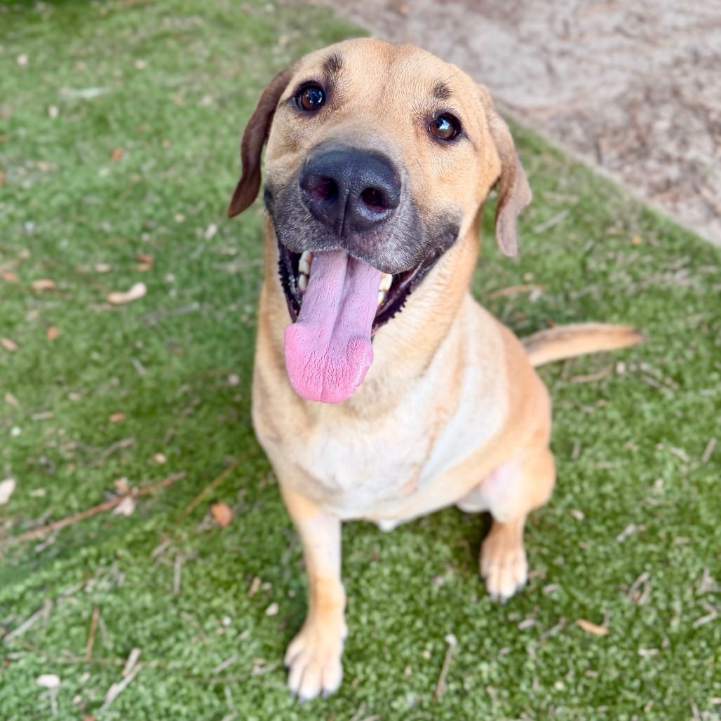 Photo of Chevy, adoptable Mixed Breed (Large) in Milton, Florida
