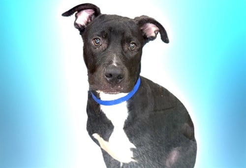 Photo of Cipher, adoptable Labrador Retriever in Ft Lauderdale, Florida