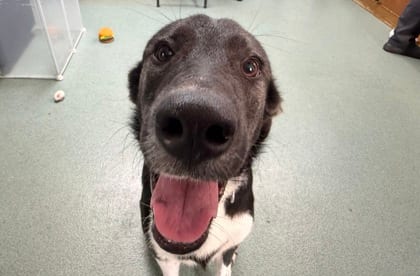 Photo of Cove, adoptable dog