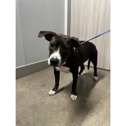 Photo of Cosmo, adoptable Labrador Retriever Terrier (Unknown Type, Medium) in San Antonio, Texas