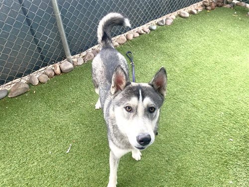 Photo of Soy Sauce, adoptable Siberian Husky in Phoenix, Arizona