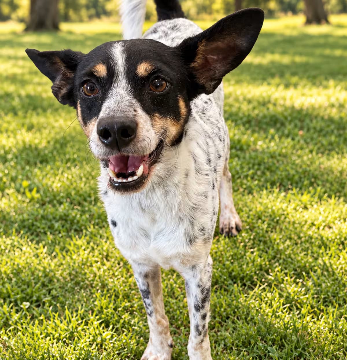 Photo of Tyson, adoptable Rat Terrier in Indiantown, Florida