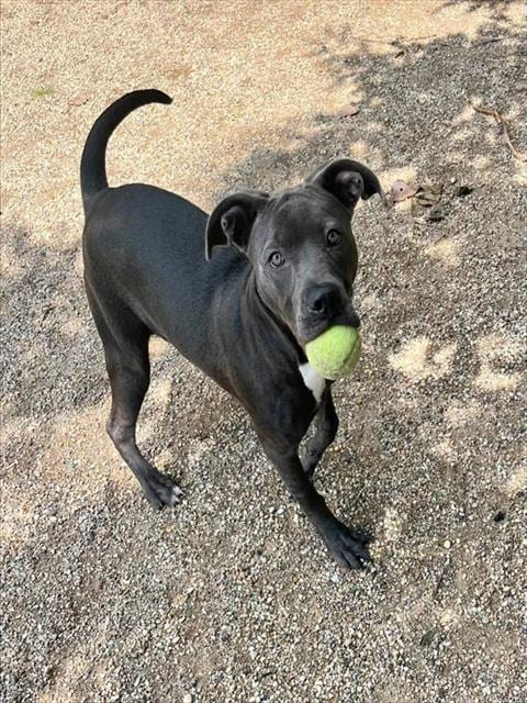 Photo of Nova Scotia, adoptable Pit Bull Terrier in Peoria, Illinois