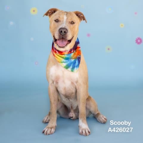 Photo of Scooby, adoptable Pit Bull Terrier in Conroe, Texas