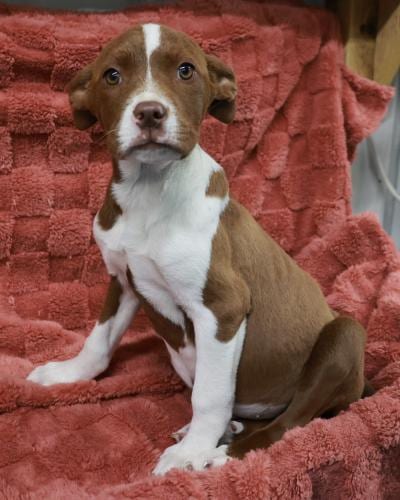 Photo of Cypress, adoptable Pit Bull Terrier in Thief River Falls, Minnesota