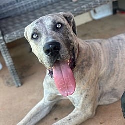 Photo of Hershey, adoptable Great Dane Cane Corso in Bullard, Texas