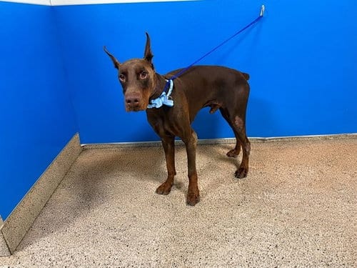 Photo of Asher, adoptable Doberman Pinscher in Miami, Florida