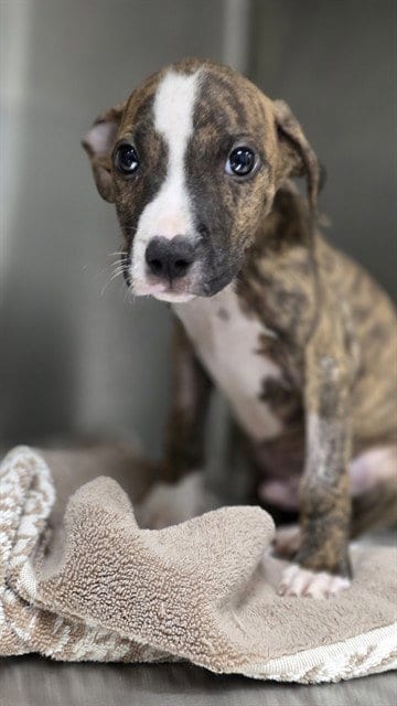 Photo of A391608, adoptable American Pit Bull Terrier in Ocala, Florida