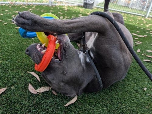 Photo of Riley, adoptable Pit Bull Terrier in Los Angeles, California