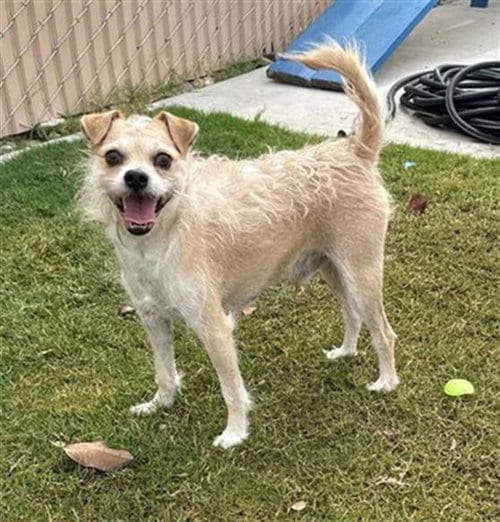 Photo of Toby, adoptable Chihuahua in Redlands, California