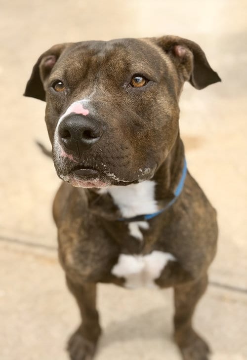 Photo of Ares, adoptable Pit Bull Terrier in Jackson, New Jersey