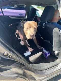 Photo of A379424, adoptable Pit Bull Terrier in Stockton, California