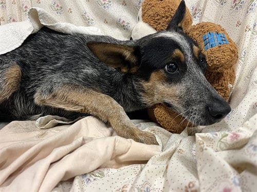 Photo of A614651, adoptable Australian Cattle Dog/Blue Heeler in Modesto, California