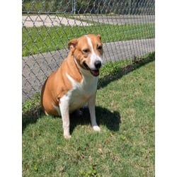 Photo of Roxy, adoptable Rat Terrier in Texas City, Texas