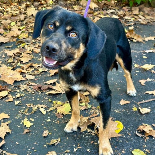 Photo of Gabe 2026, adoptable Labrador Retriever in Batavia, Ohio