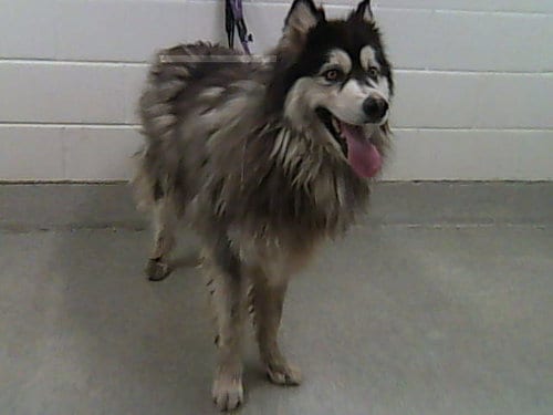 Photo of Theo, adoptable Alaskan Malamute in Fort Collins, Colorado