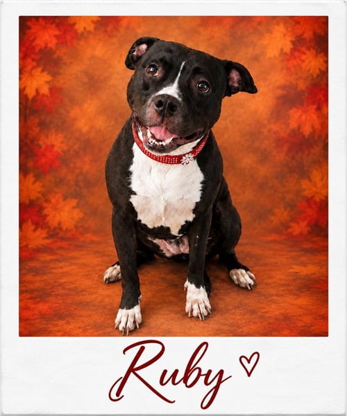 Photo of Ruby, adoptable Pit Bull Terrier in Westminster, Maryland