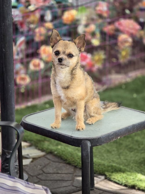 Photo of Gavin Ragnaruff, adoptable Terrier in Sandy, Utah