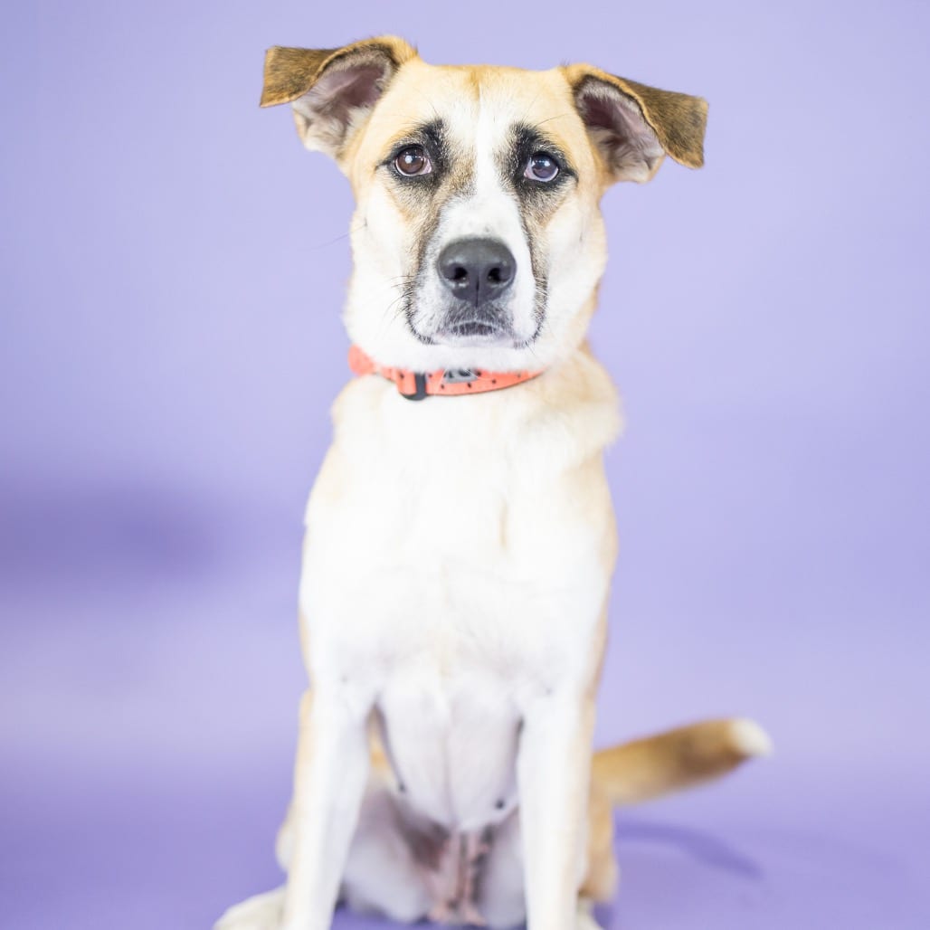 Photo of Apple, adoptable Mixed Breed (Large) in Portland, Oregon