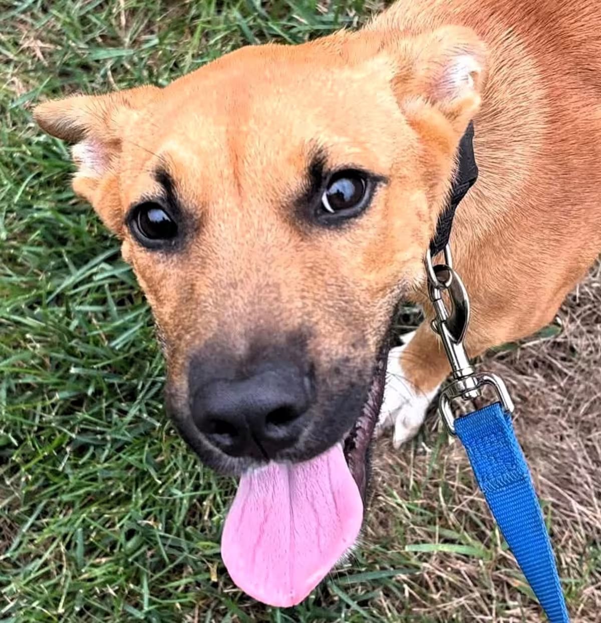 Photo of Alfie, adoptable Black Mouth Cur/Shepherd (Unknown Type) in Shawnee, Kansas