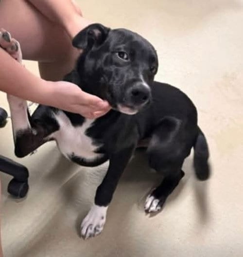Photo of Jake, adoptable Labrador Retriever in garner, North Carolina
