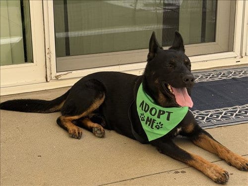 Photo of Miko, adoptable German Shepherd Dog in Los Angeles, California