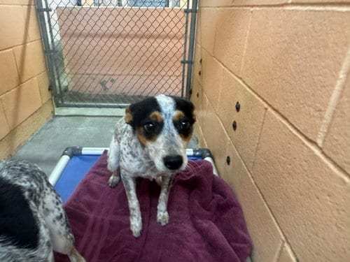Photo of Nala, adoptable Australian Cattle Dog/Blue Heeler in Fairfield, California