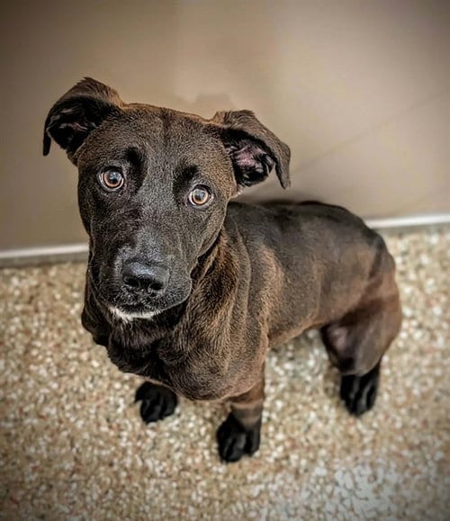 Photo of Luna Mae, adoptable Labrador Retriever in Clyde, North Carolina