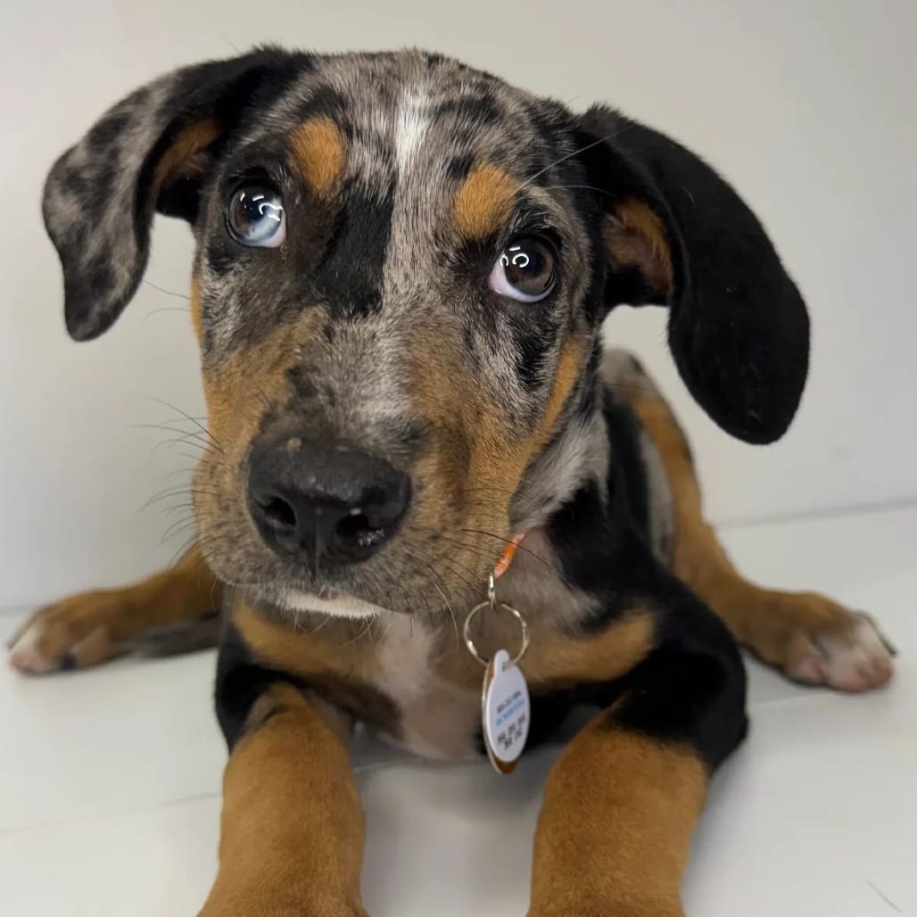 Photo of Beignet, adoptable Mixed Breed (Medium) in St. Charles, Missouri