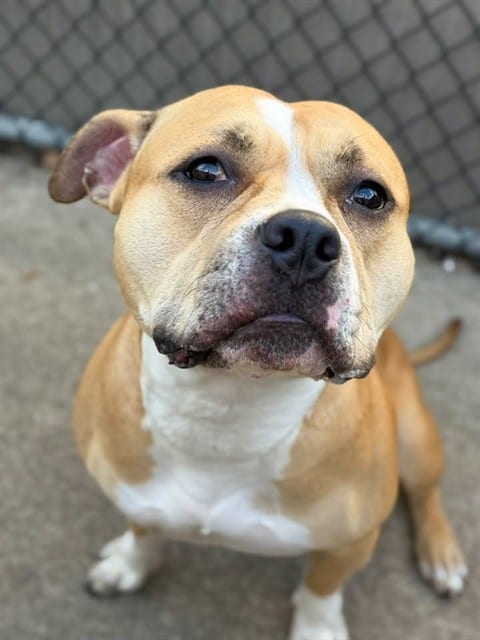 Photo of Big Hunk, adoptable American Pit Bull Terrier in Chicago, Illinois