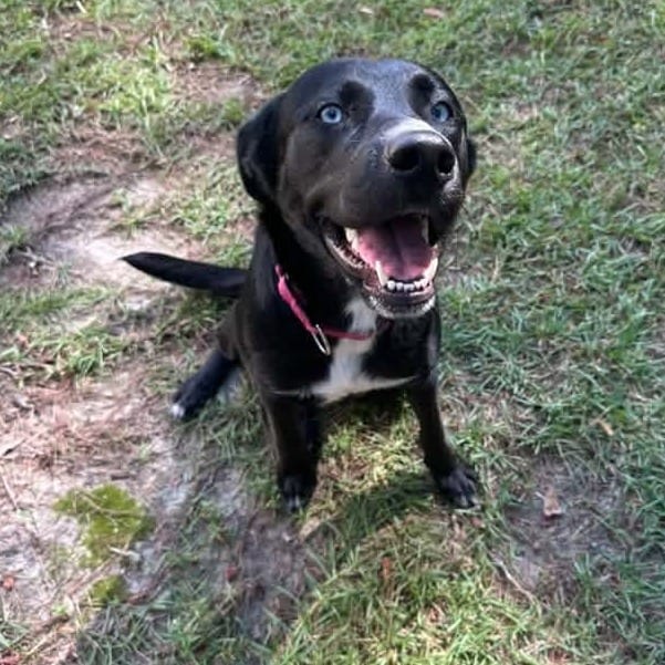Photo of Valentina, adoptable Mixed Breed (Medium) in Summerville, South Carolina
