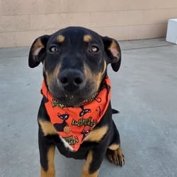 Photo of Venus, adoptable American Pit Bull Terrier in Santa Maria, California