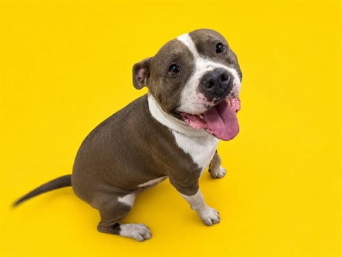 Photo of Gordo, adoptable American Pit Bull Terrier in Miami, Florida
