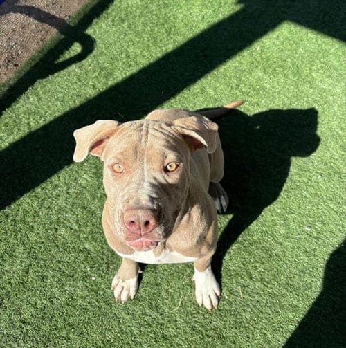 Photo of Carrie, adoptable Pit Bull Terrier in HESPERIA, California