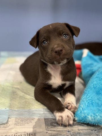 Photo of Chanel, adoptable Pit Bull Terrier in San Bernardino, California
