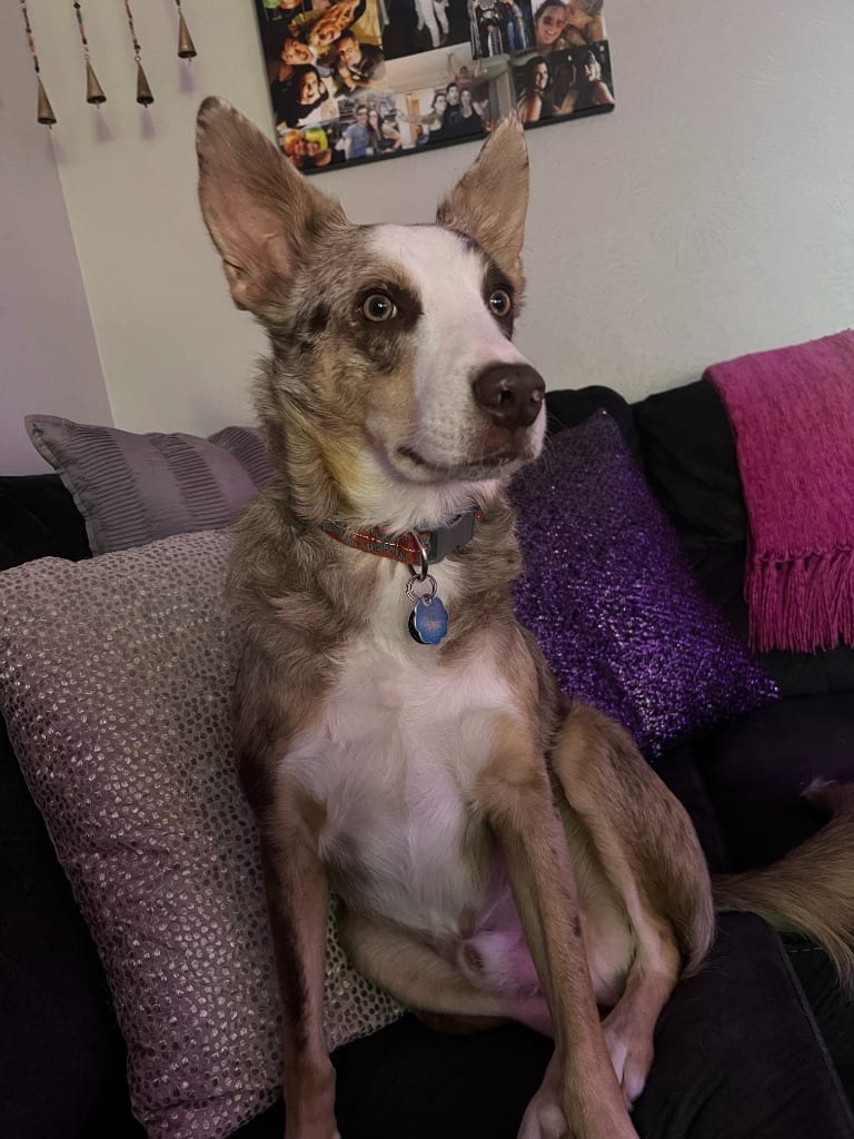 Photo of Cooper, adoptable Border Collie in Texas