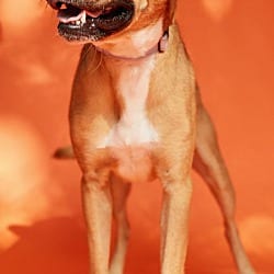 Photo of JB, adoptable Hound (Unknown Type) in Pegram, Tennessee